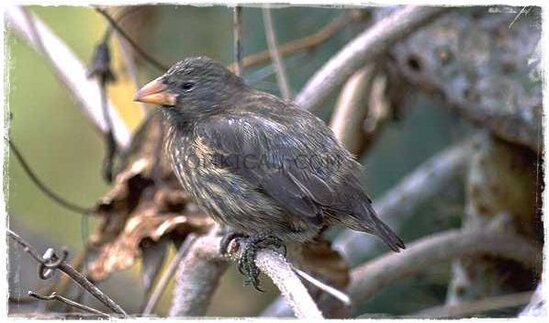 Finch vampire (Geospiza difficilis septentrionalis)