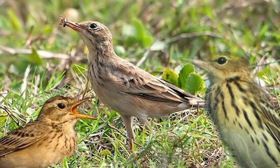 Mengenal jenis burung apung di Indonesia