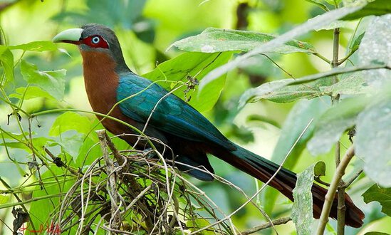 burung kadalan birah