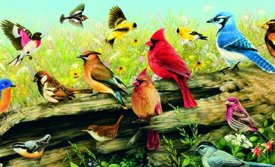 Semakin banyak spesies burung dihalaman tersebut , semakin tinggi pula harga propertinya