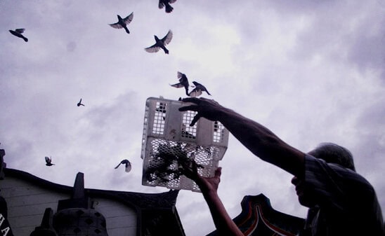 Tradisi melepas burung pipit dalam perayaan Tahun Baru Imlek.