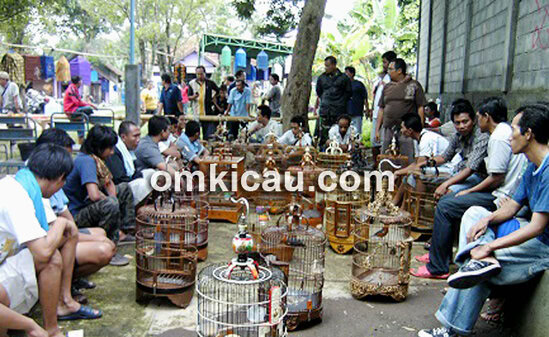 Para peserta ngecas bareng anis merah sebelum lomba.