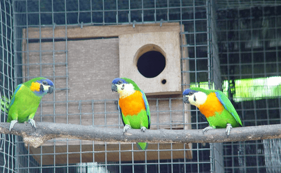 Burung nuri ara dada jingga dalam kandang penangkaran