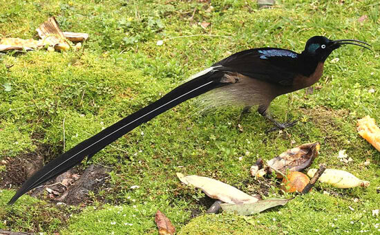 Burung jantan mencari makanan.