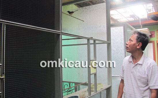 seleksi induk murai batu