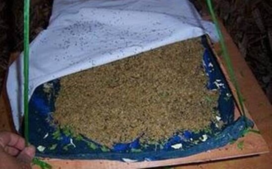 Telur jangkrik yang ditutup dengan kain halus