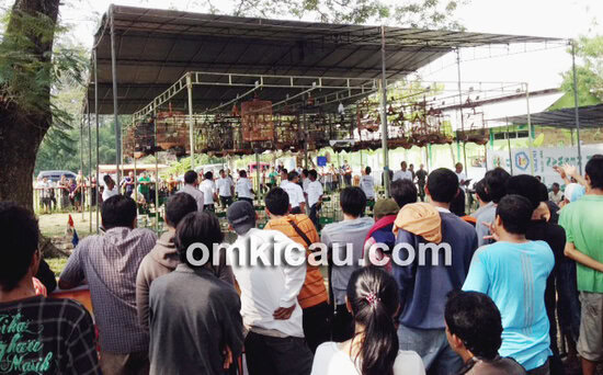 Suasana lomba di kelas murai batu dalam even Depok Cup Solo, Sabtu (25/5).