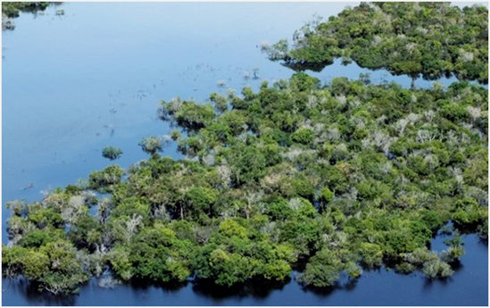 Danau Sentarum, Kalimantan Barat, sering didatangi burung migran dari berbagai belahan dunia. (Foto: Ridzki R Sigit)