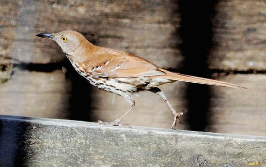Burung brown thraser