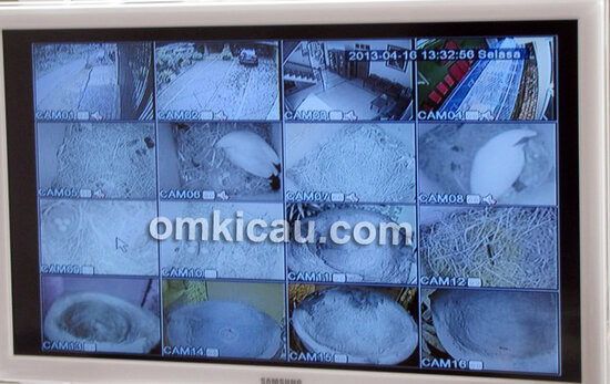 Semua perkembangan indukan terpantau melalui kamera CCTV.