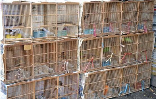 Burung bakalan di pasar burung