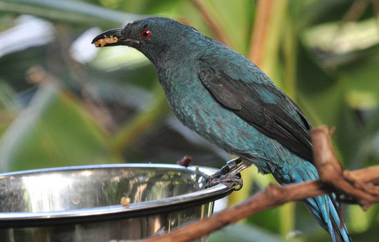 Penampilan cucak gadung betina jauh berbeda dari burung jantan.