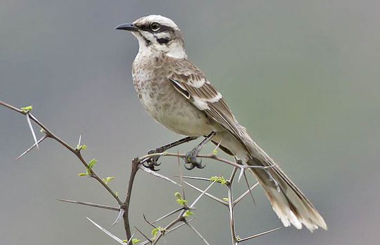 Longtailed mockingbird