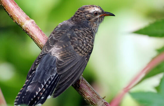 Burung wiwik uncuing atau kedasih yang sering dihindari kicaumania.