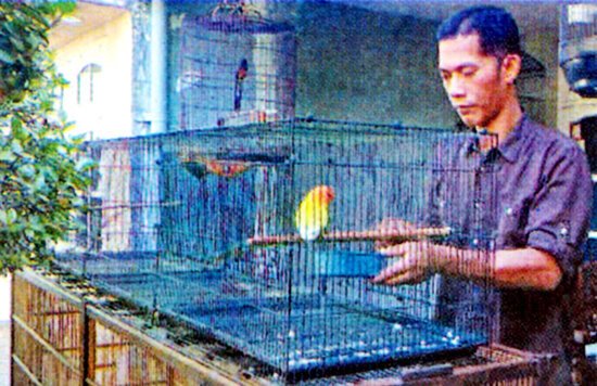 Lovebird Dewa Erlang