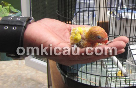 Anakan lovebird silangan lutino mata hitam dan albino mata merah.