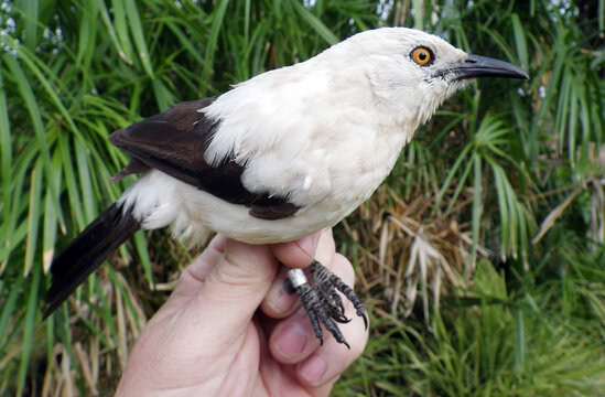 Burung pied babbler yang cantik dan anggun.