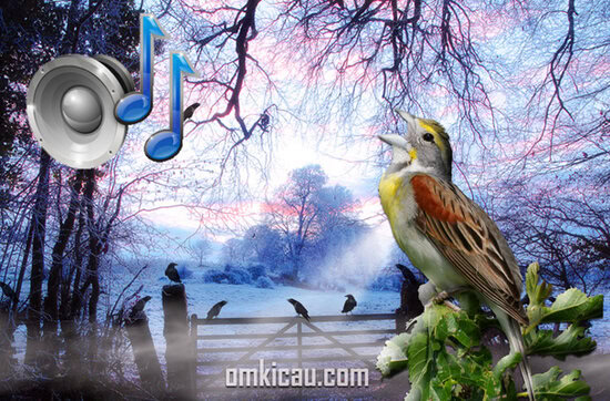 Ragam suara kicauan burung liar di pagi hari (Dawn chorus)