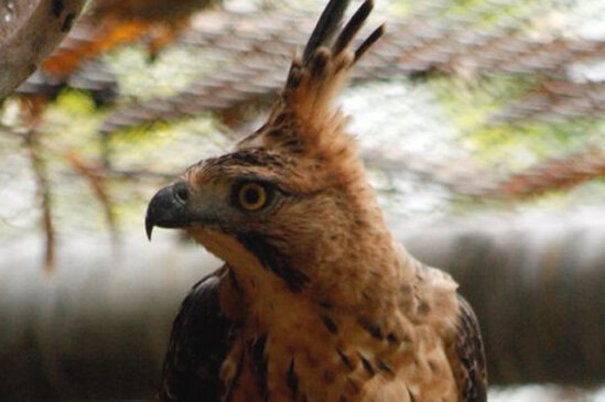 Elang jawa identik dengan burung garuda.