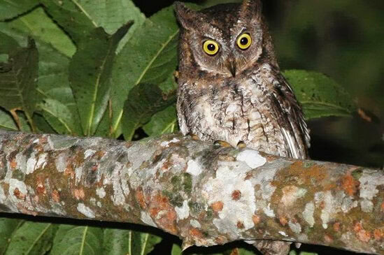 Masyarakat Lombok sudah lama mengetahui burung hantu ini, tetapi dikiranya sama seperti burung hantu lainnya.