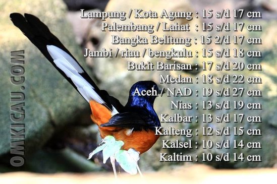 Panjang ekor berdasar jenis murai batu