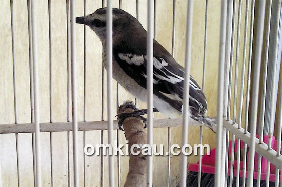 Burung kapasan kemiri