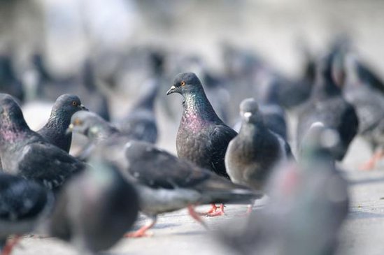 Meski sudah sembuh, burung dewasa akan tetap menjadi inang dari parasit trichomonas ini