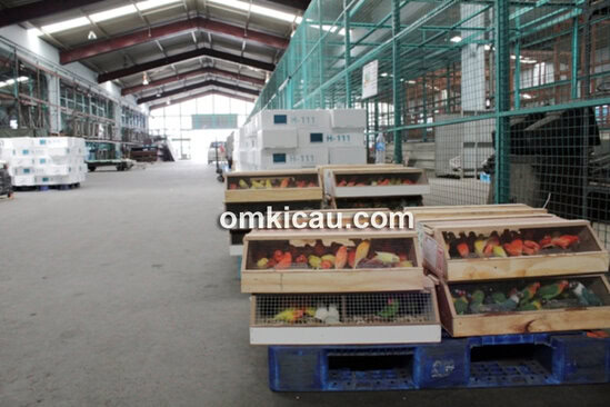 Ribuar ekor lovebird holland pesanan Om Sutan tiba di Bandara Soekarno-Hatta, Cengkareng.