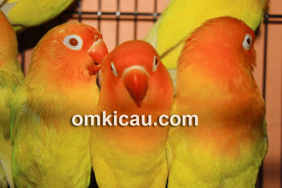 Lovebird lutino masih tetap digemari.