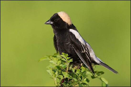 Bobolink (Dolichonyx oryzivorus) suaranya bagus untuk masteran