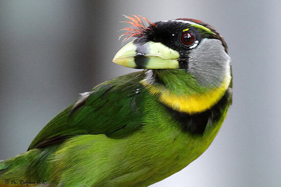 BURUNG TAKUR API