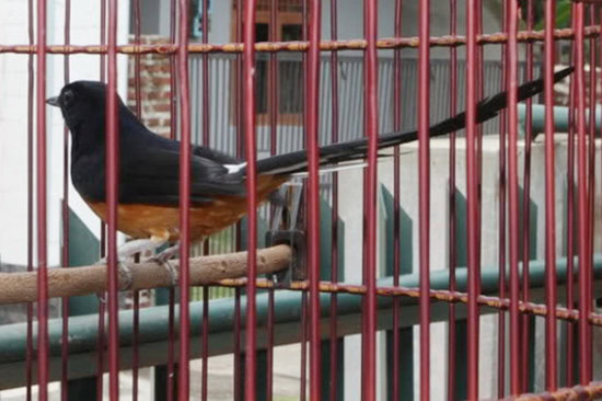 Racun selalu tenang jika melihat wajah perawatnya, Om Iqbal. (Foto: Dok M Khadafi)
