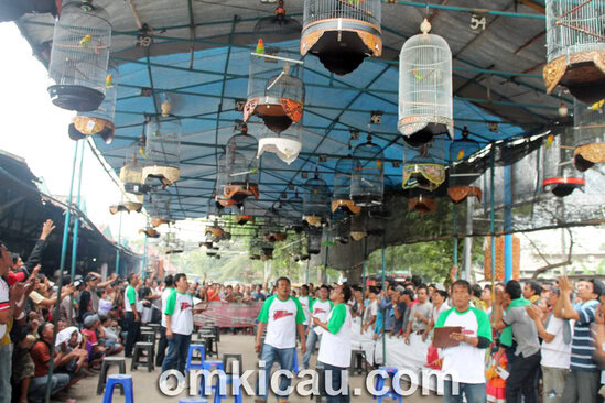 Suara burung lovebird di arena Latpres PB Cipinang Suara burung lovebird di arena Latpres PB Cipinang