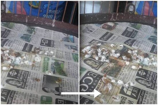 Memantau perkembangan dengan melihat bentuk kotorannya