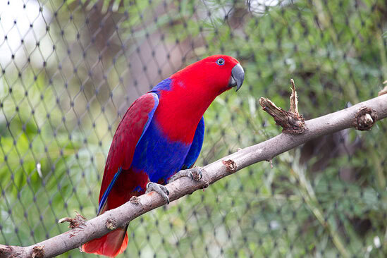 Nuri bayan (Eclectus roratus)