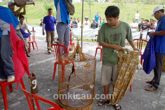 Bujang Makalam dan murai batu Seda
