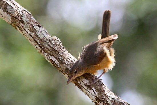 Anis bentet kecil ( Little shrikethrush )