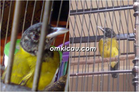 Samyong trotolan yang berganti bulu dewasa
