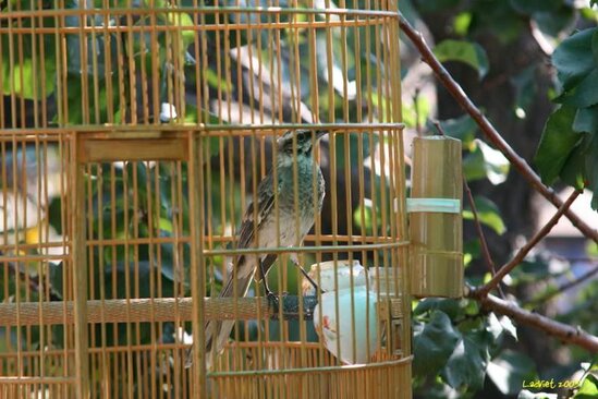 Mockingbird ekor panjang