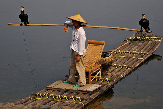 Memancing menggunakan burung kormoran