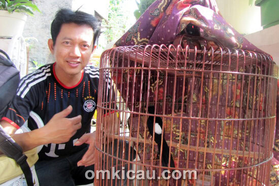 Breeding murai batu Iwan Cisadane BF