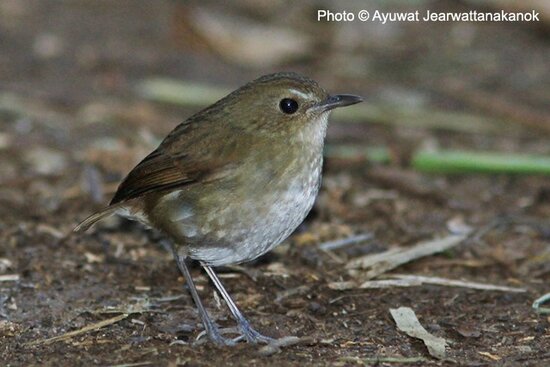 Cingcoang coklat/Lesser shortwing (Brachypteryx leucophrys)
