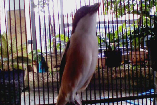 tren burung cendet jawara