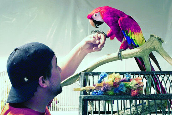Taylor dan Love Love melepas rindu dengan bermain bersama.