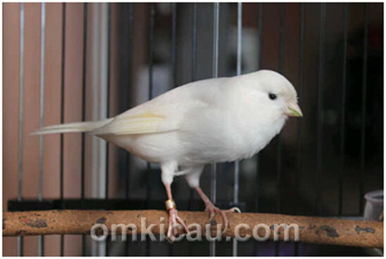Snow White, kenari jawara