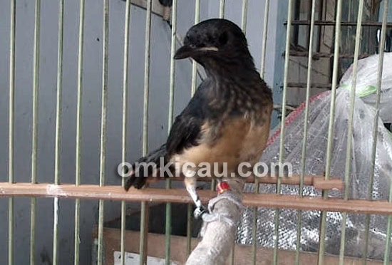 Silangan murai black-tail dan white-tail