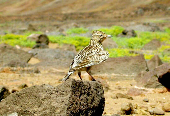Sanma raso (Alauda razae), burung endemik di Pulau Raso.