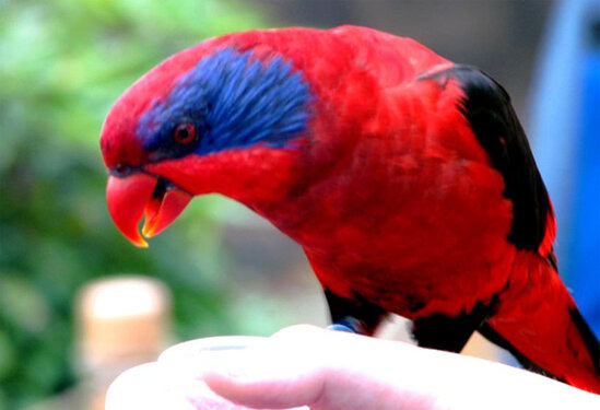 Burung nuri sayap hitam (Eos cyanogenia).