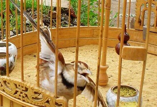 Pasir yang panas memaksa mereka untuk bertengger di alas batunya