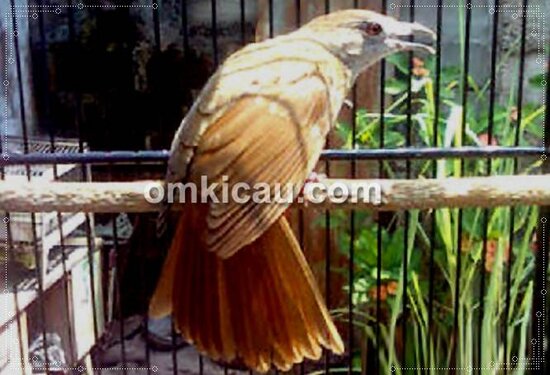Kapas tembak pegasus